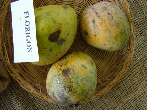 1920px Mango Florigon Asit fs8.jpg