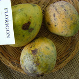 1920px Mango Florigon Asit fs8