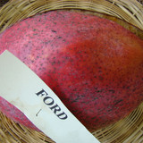1920px Mango Ford Asit fs8