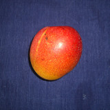 Haden mango