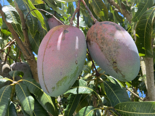 Keitt mangos Big Island Hawaii Horizon BB.jpg