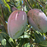 Keitt mangos Big Island Hawaii Horizon BB