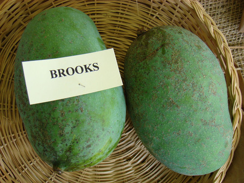 1600px Mango Brooks Asit fs8.jpg