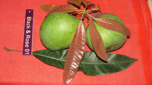 Mango Black and Rose fruits leaves.jpg