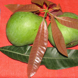 Mango Black and Rose fruits leaves