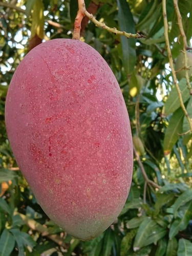 Red Emporor.jpg