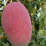 Red Emporor