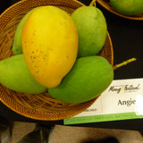 Angie mango