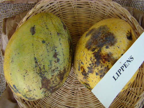 1920px Mango Lippens Asit fs8.jpg