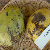 1920px Mango Lippens Asit fs8