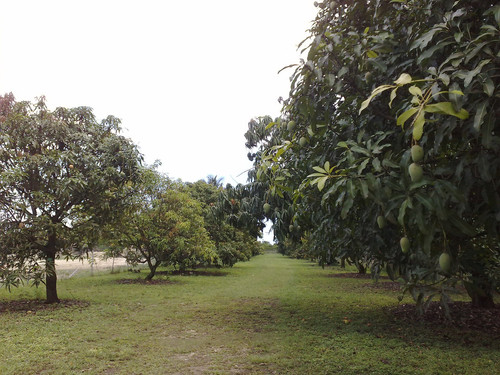 Fruit & Spice Park mango grove panoramio.jpg