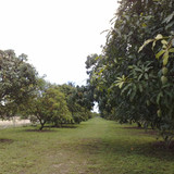 Fruit &amp; Spice Park mango grove panoramio