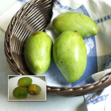 chakkara mango live plants