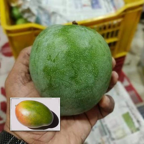 jahangir mango live plants.jpg
