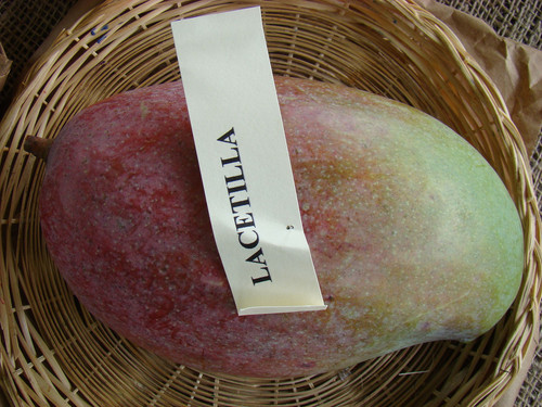 1920px Mango Lancetilla Asit fs8.jpg
