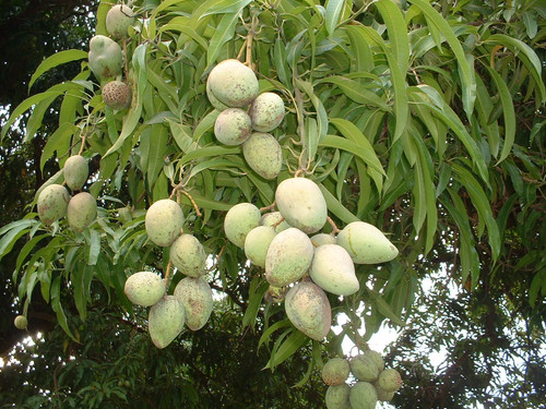 Mangues.jpg