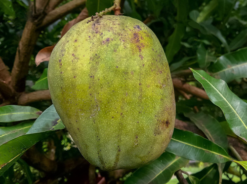 Cultivar  'Julie'.jpg