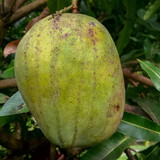 Cultivar  'Julie'