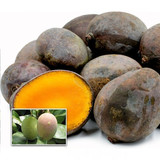 kasthuri mango live plants