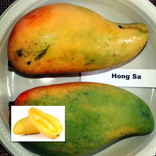 hong siang ya mango sapling.jpg