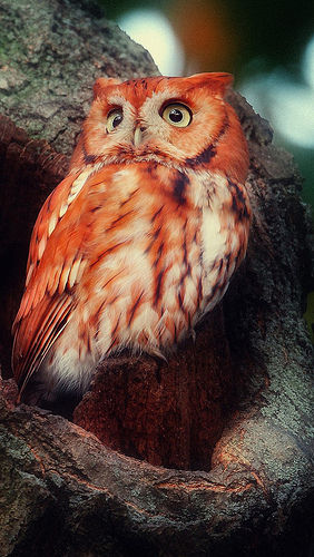 Mogu Gufetto Rosso.jpg