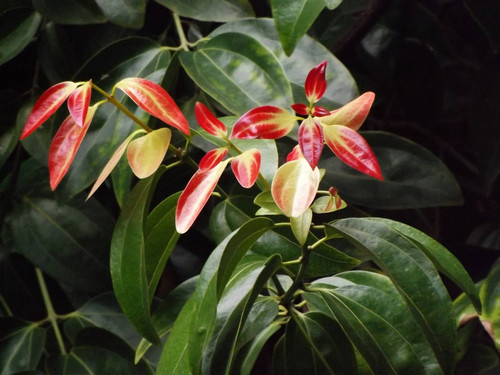 Daruchini True cinnamon tree Cinnamomum verum 01.jpg
