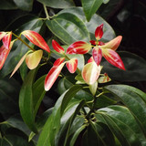 Daruchini True cinnamon tree Cinnamomum verum 01