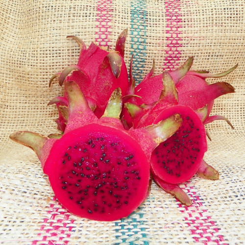 Rosa fruit Spicy Exotics 2.jpg