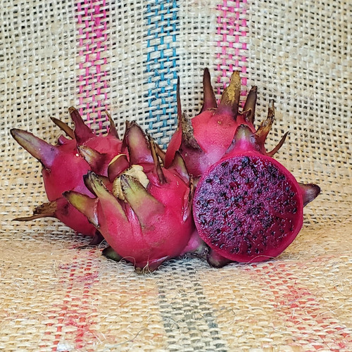 Michelle Dragon Fruit by Spicy Exotics.jpg