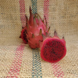 UCLA Dragon Fruit Spicy Exotics