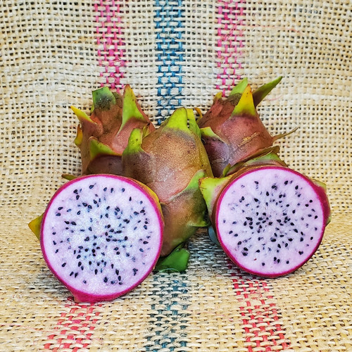 Asunta 2 Dragon Fruit Spicy Exotics 2.jpg