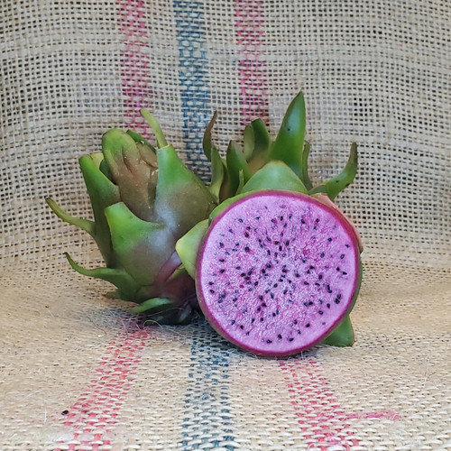 Edgars Baby Dragon Fruit by Spicy Exotics.jpg