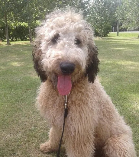 Manitoba Mini Aussiedoodle Puppies.jpg