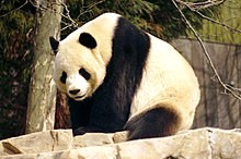 Giant Panda 2004 03 2.jpg