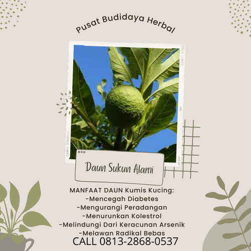 desain daun sukun 38.png