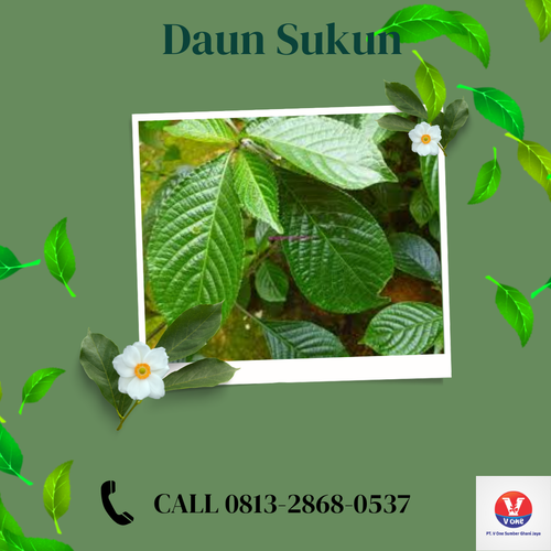 desain daun sukun 40.png