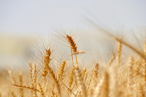 wheat gaa4d5c292 640.jpg
