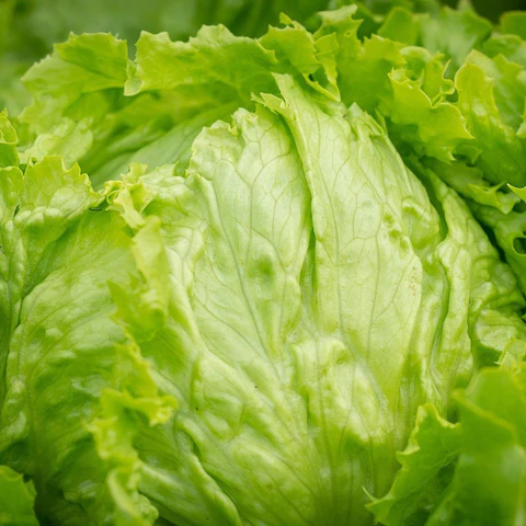 iceberg lettuce b4c1e97a b7fa 40d7 8560 14b63de7c30e 480x480.webp