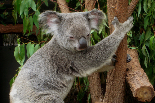 lone pine koala sanctuary tickets.jpg