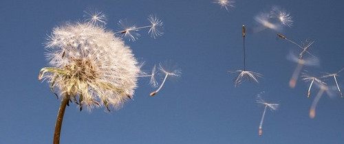 dandelion gdbf8574ef 640