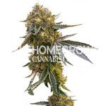 Cannatonic Feminized Cannabis Seeds HemzDsp