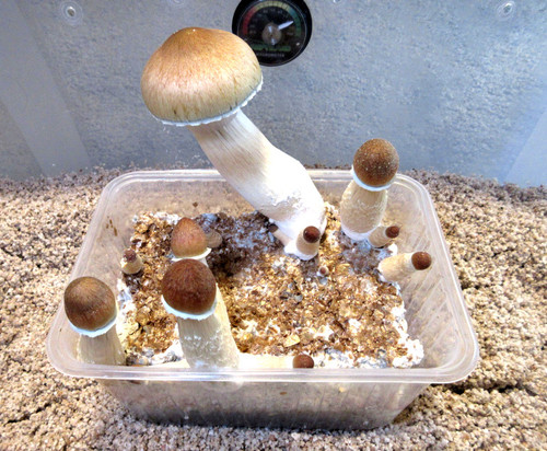 IMG 1956.cleaned.jpg