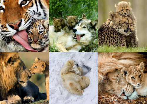 So fierce but yet so Protective ...... mama with Allaah's : God's ,  Grace and mercy  !.jpg