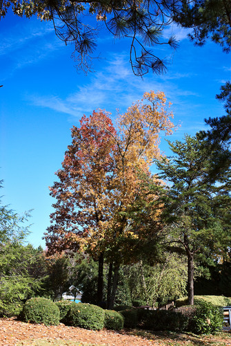 Framed fall trees.jpg