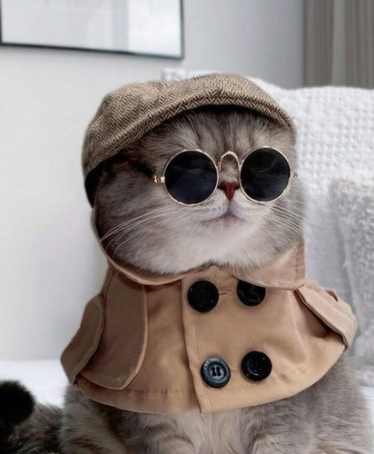 5 Cool Cat Like A Boss