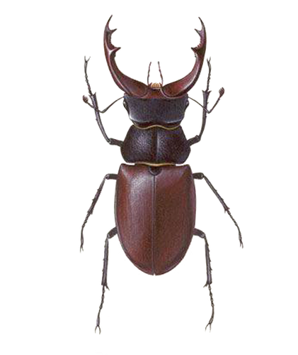 stag beetle no background.png