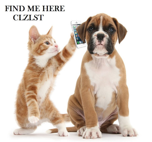 Select Clzlist Classified and find many types of pets (dogs, puppies, canids, cat).
Visit: https://www.clzlist.com