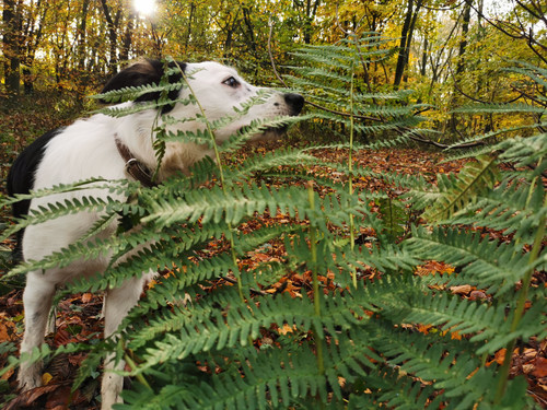 IMG 20191109 130920.jpg