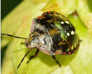 Bed bugs pest control | Lipestservices.com.jpg