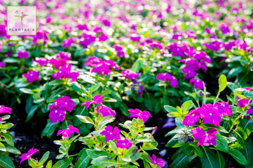 Discover Stunning Evergreen Balcony Plants at Plantasia.png